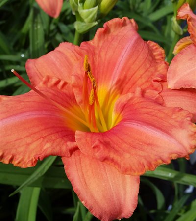 Daylily South Seas